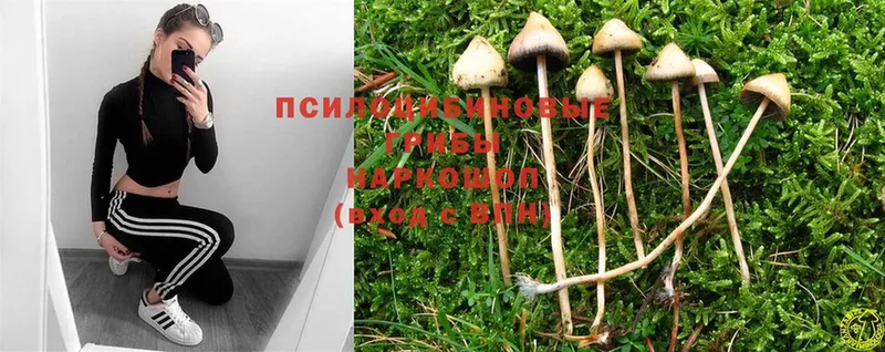 ссылка на мегу вход  закладка  Болгар  Псилоцибиновые грибы Cubensis 